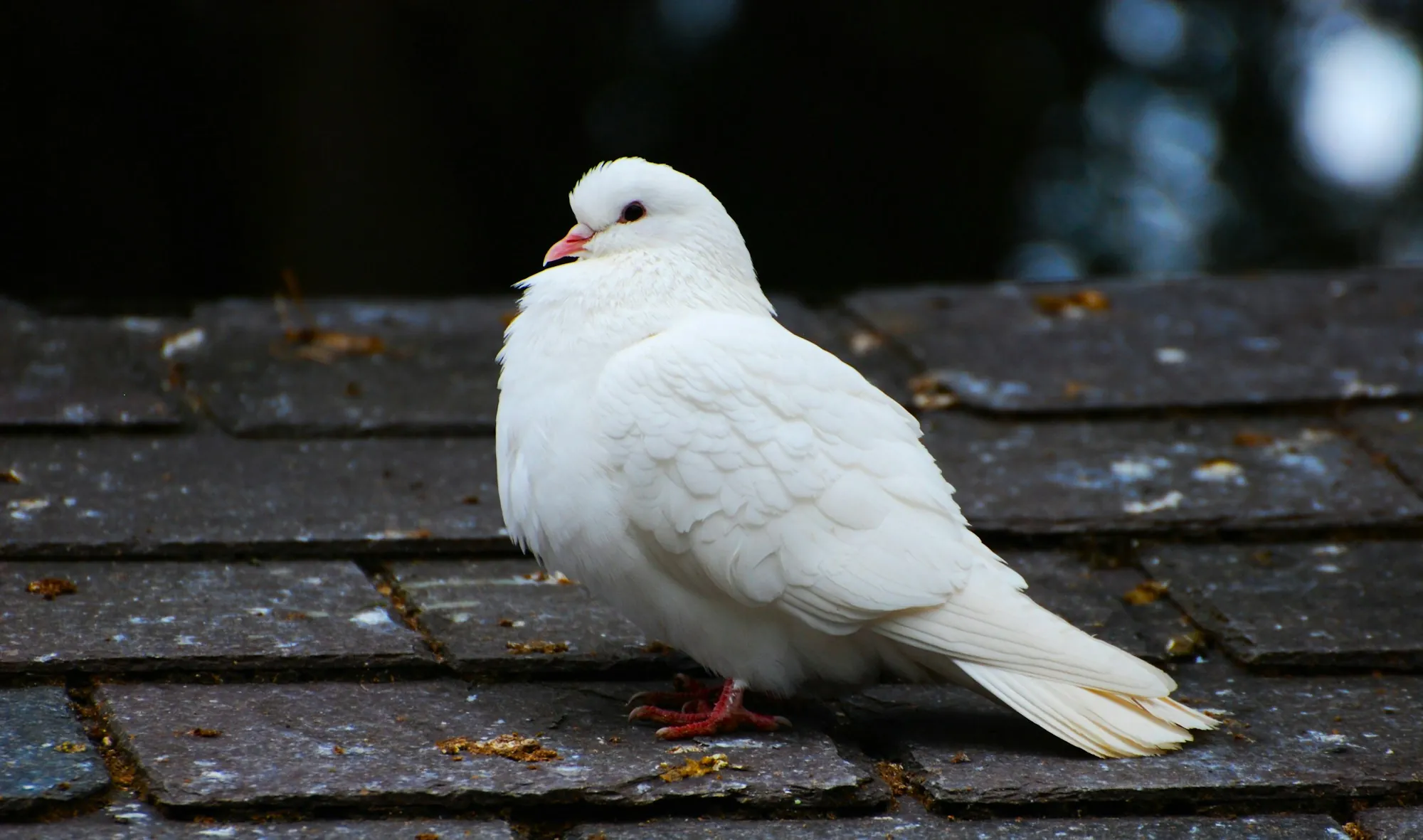 White dove resting on an old shingle roof